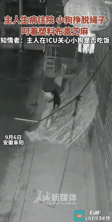 “让人感动!”安徽阜阳，主人生病住院，家里空无一人的情况下，狗狗竟然挣脱束缚的绳