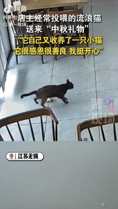 “真成精了？”10月6日江苏无锡，一女店主经常投喂路边的流浪猫，没想到，小猫竟在