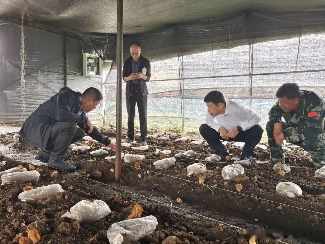 黑龙江网事我的宝藏黑龙江龙江森工兴隆林业局新一季羊肚菌种植筹备工作全面展开，工