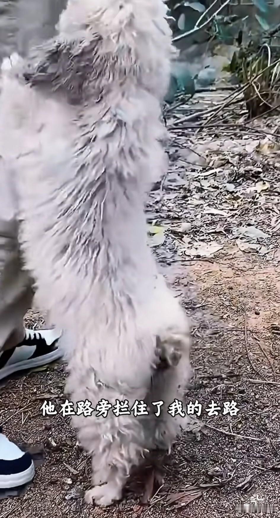 泪目了！这天一位小哥哥去公园游玩，当他走到一片树林前面的时候，突然一只瘦骨嶙峋的