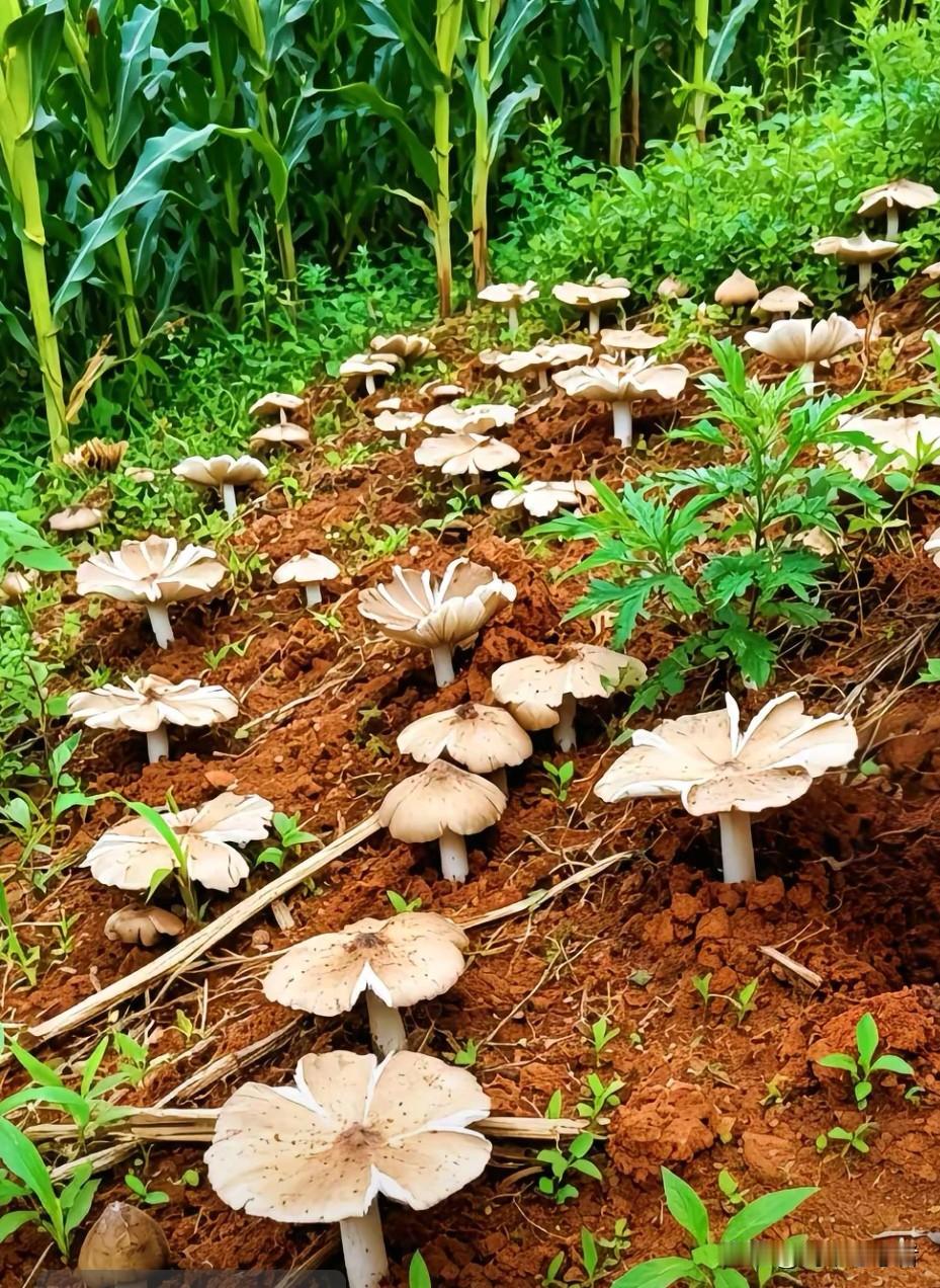 网友显示的，不能人工培育的珍馐鸡丝菇竟如此生长，让人难以置信呀！