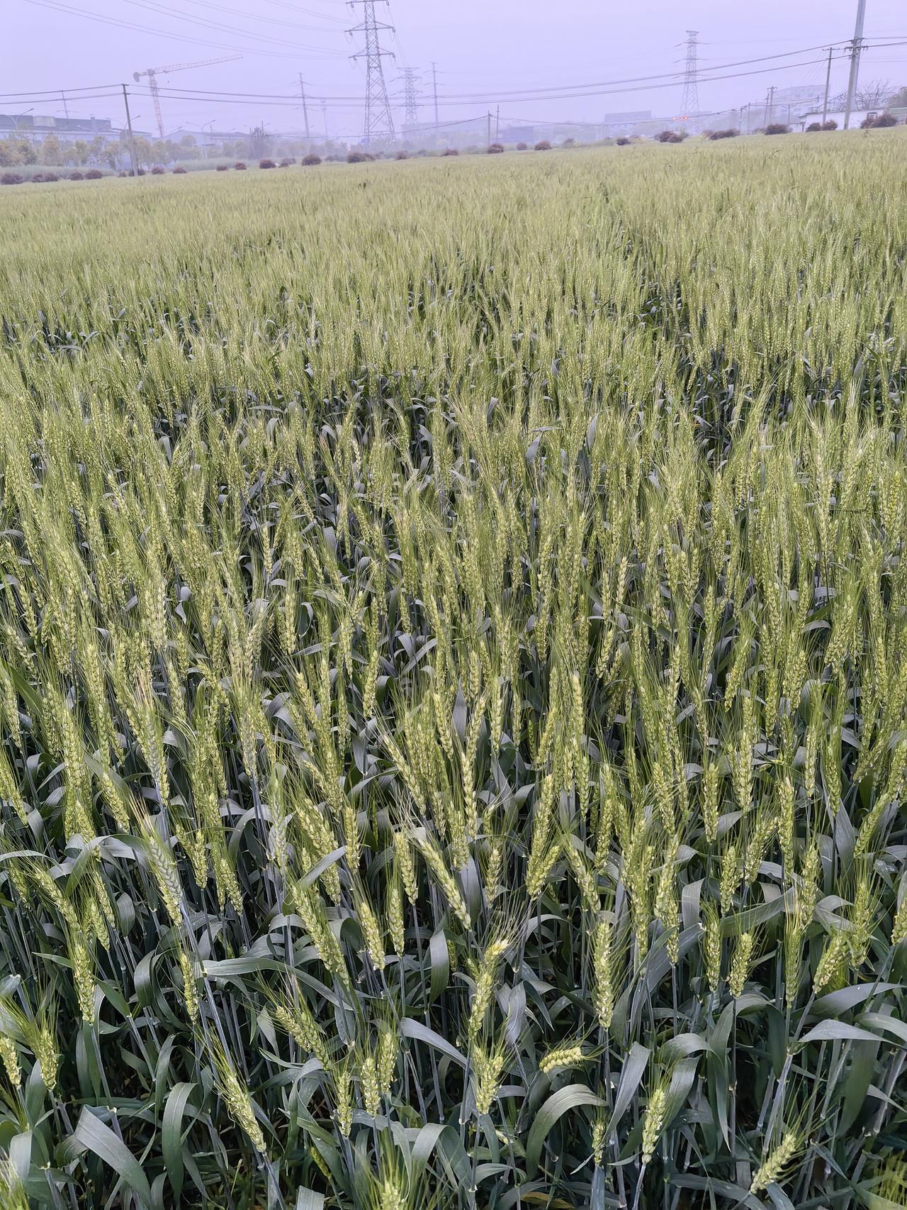 如果，你想知道当下麦子生长怎么样了？我来告诉你！1，去冬11月中旬播种的，已