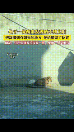 晒太阳被“断暖”？狗狗拖窝带猫追光，细节戳爆了阳光是宠物的“天然安眠药”，
