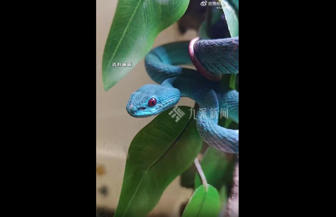 近日，上海一名14岁男孩网购剧毒竹叶青当作宠物饲养，不慎被毒蛇咬伤。所幸送医救