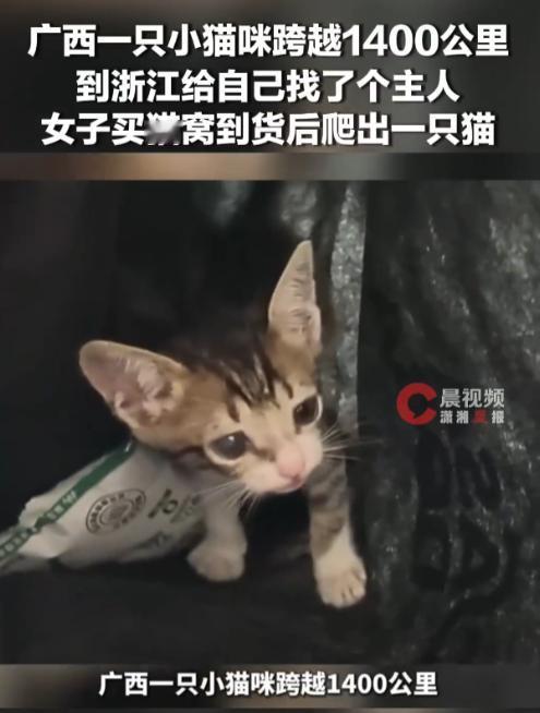 浙江永康，一名女子网购了一个猫窝，收到快递后，里面竟然传出了喵喵的叫声，打开一看