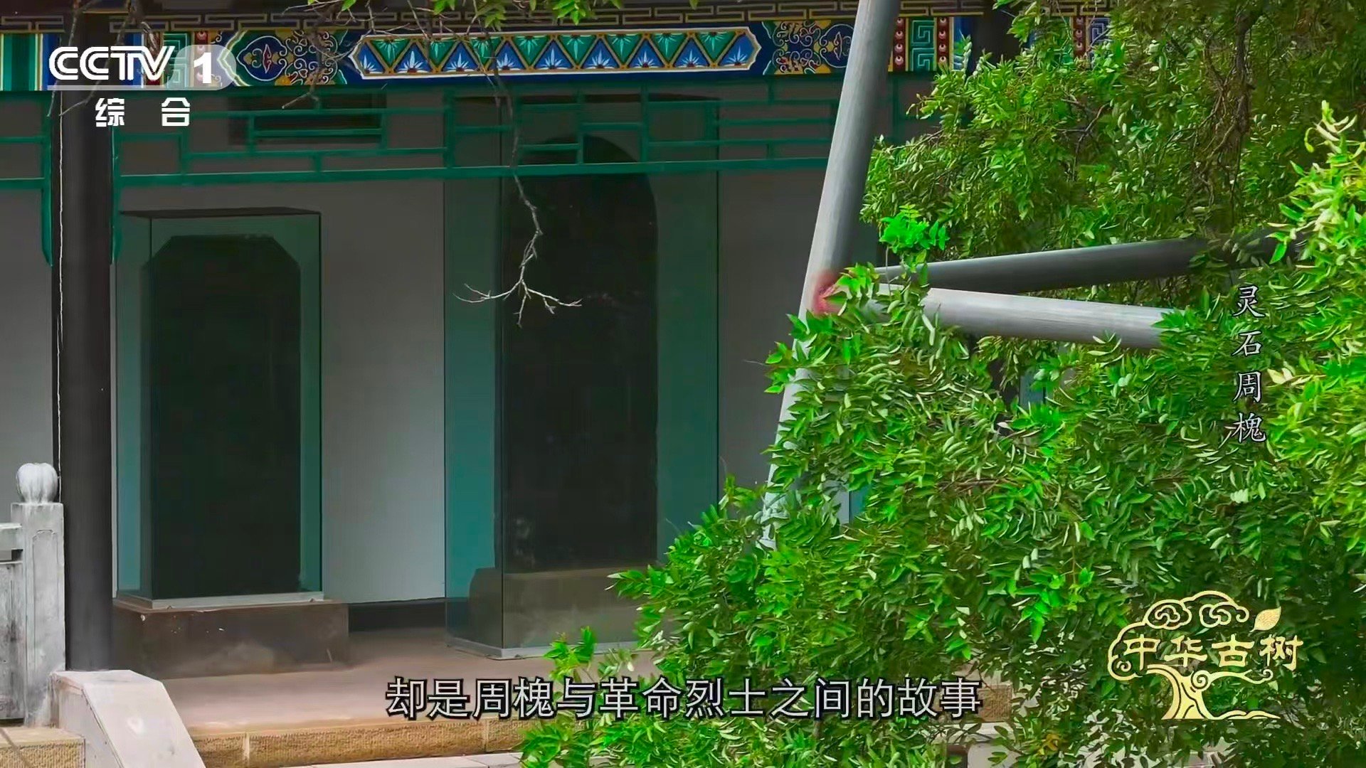 被日寇焚烧的古树如今守着102名烈士山西灵石西许村的古槐树，曾是抗战时期的“秘