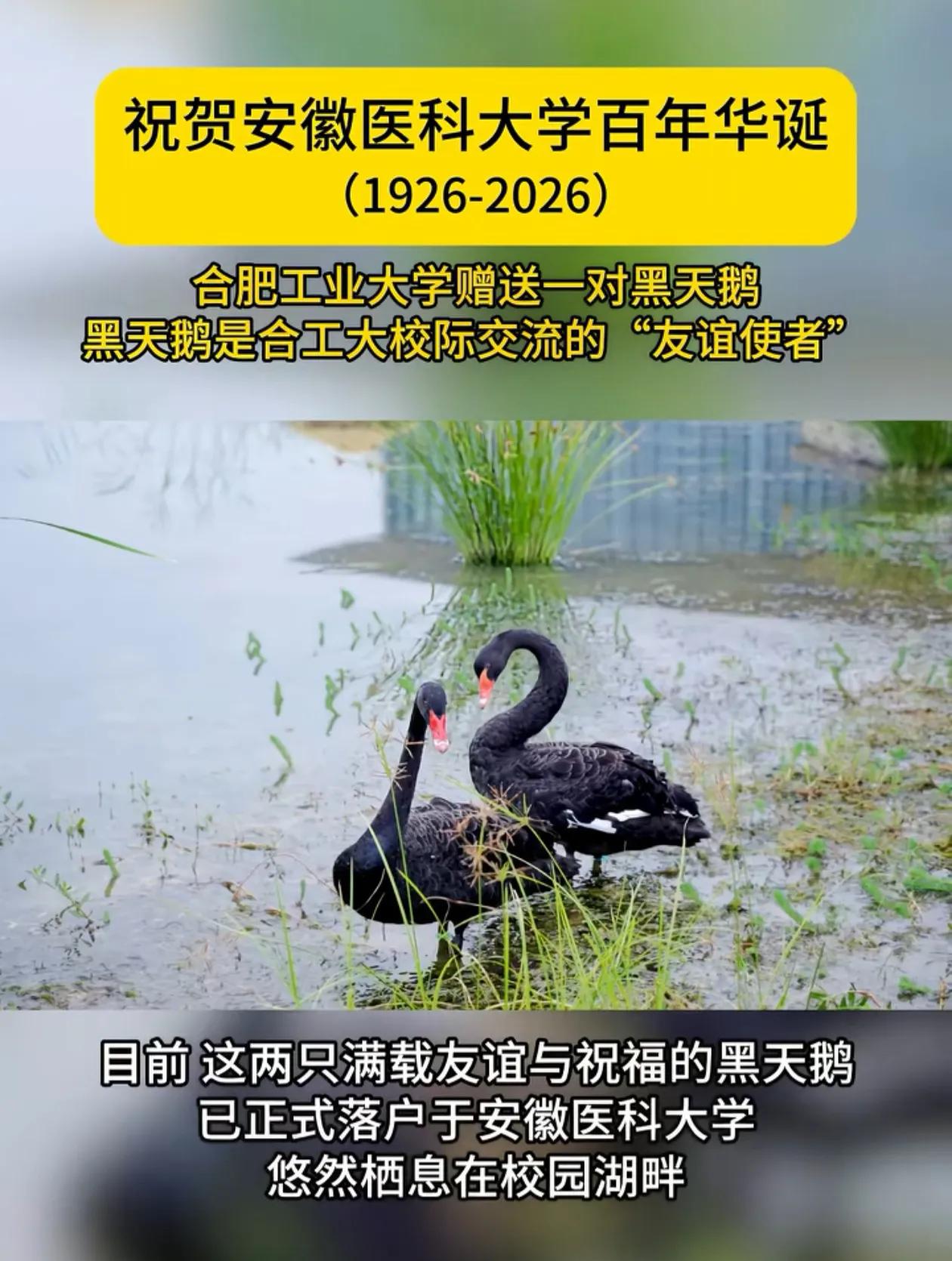 为什么安徽的高校都喜欢养黑天鹅呢，合肥工大给安徽医科大的礼物居然是2个黑天鹅，合
