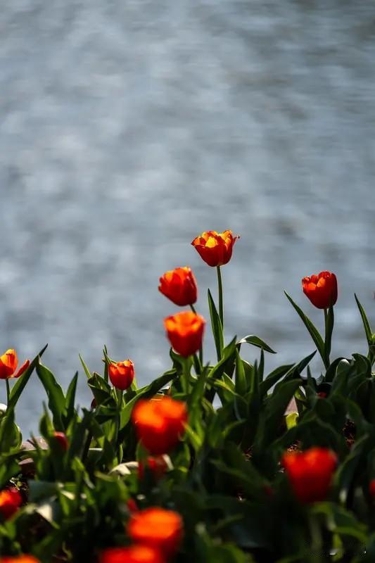 你在跨部门会议上，抢着把你领导牵头的项目功劳全揽在自己身上时，你在他心里，已经被