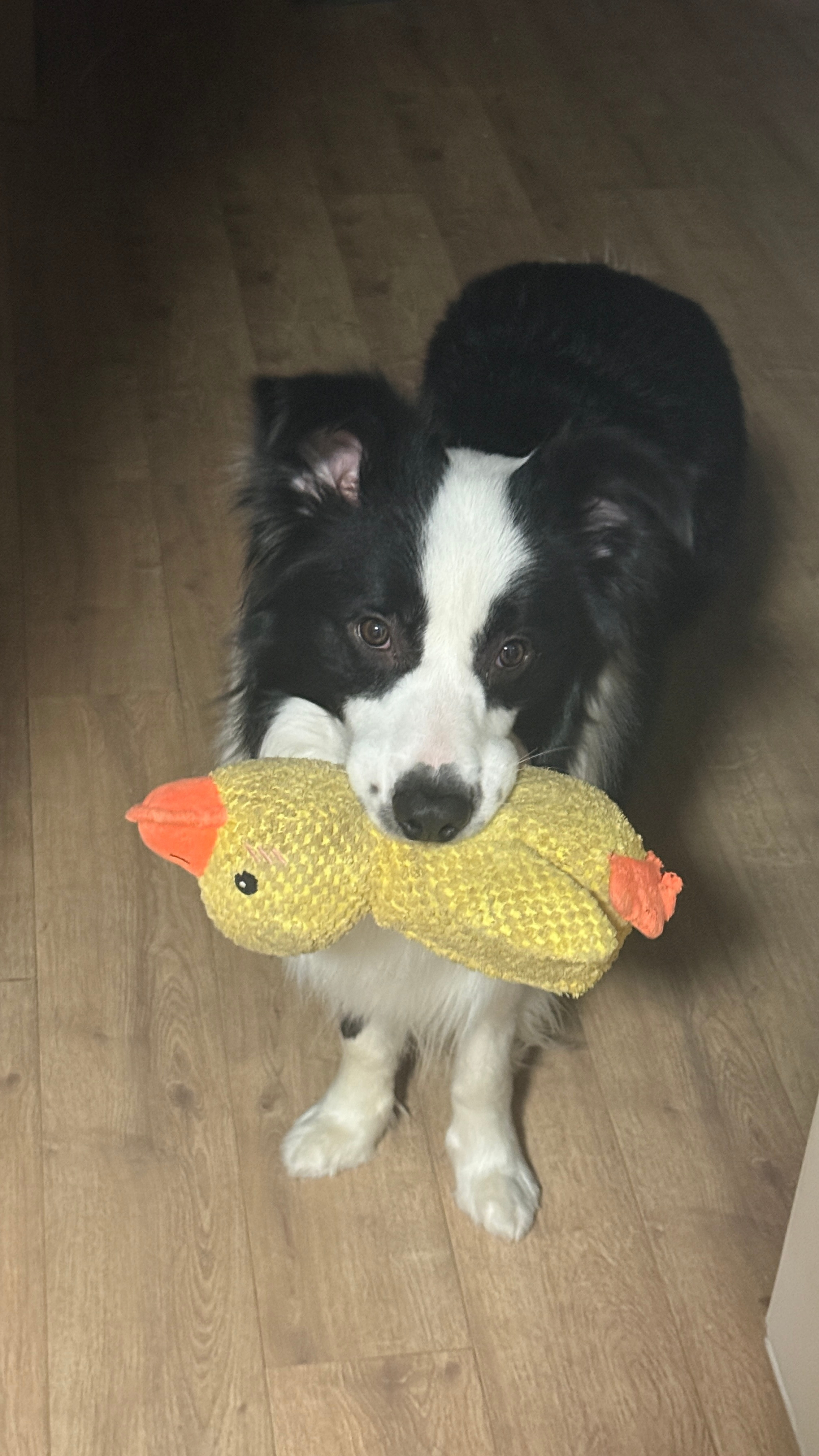 小狗叼东西证明自己不咬人，其实我一直以为我家修勾叼东西来找我，是想让我扔着和他玩