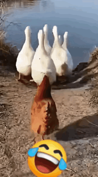 这海是你能玩的么？某鸡学着大白鹅的样子迈着四平八稳的君子步态向深海走去。我就