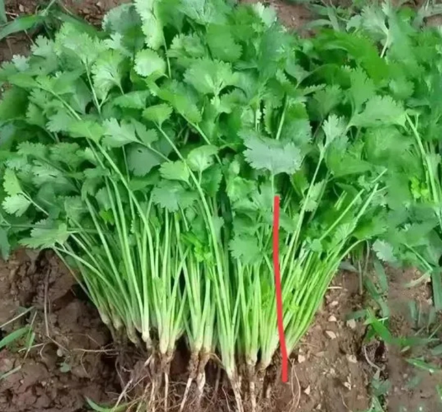 图几是香菜？我是分不清