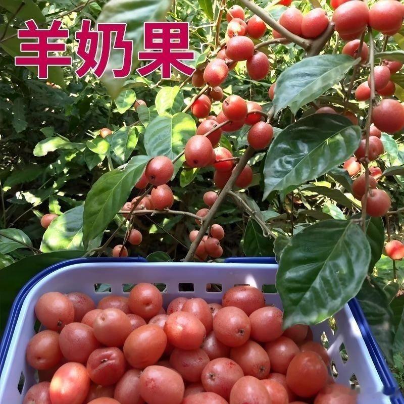 这个小时候的仙品没想到竟然也可以大规模种植