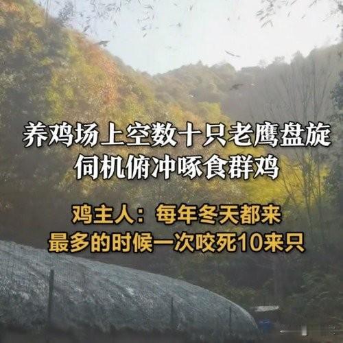 杭州养鸡场遭“鹰群围剿”！数十只老鹰盘旋吃鸡，主人只能徒手驱赶浙江杭州这养