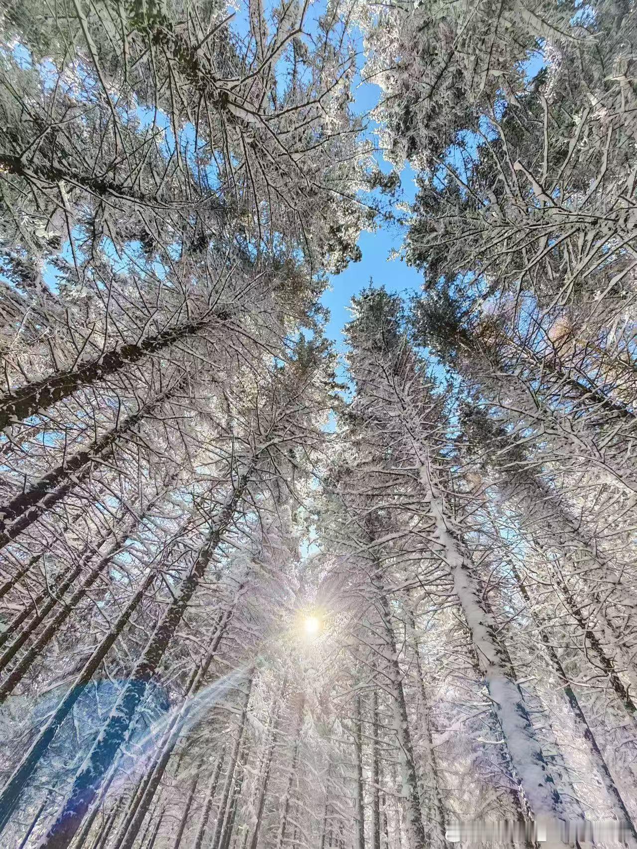 不得不说，芦芽山的雪景是真的漂亮越野雪地越野雪景