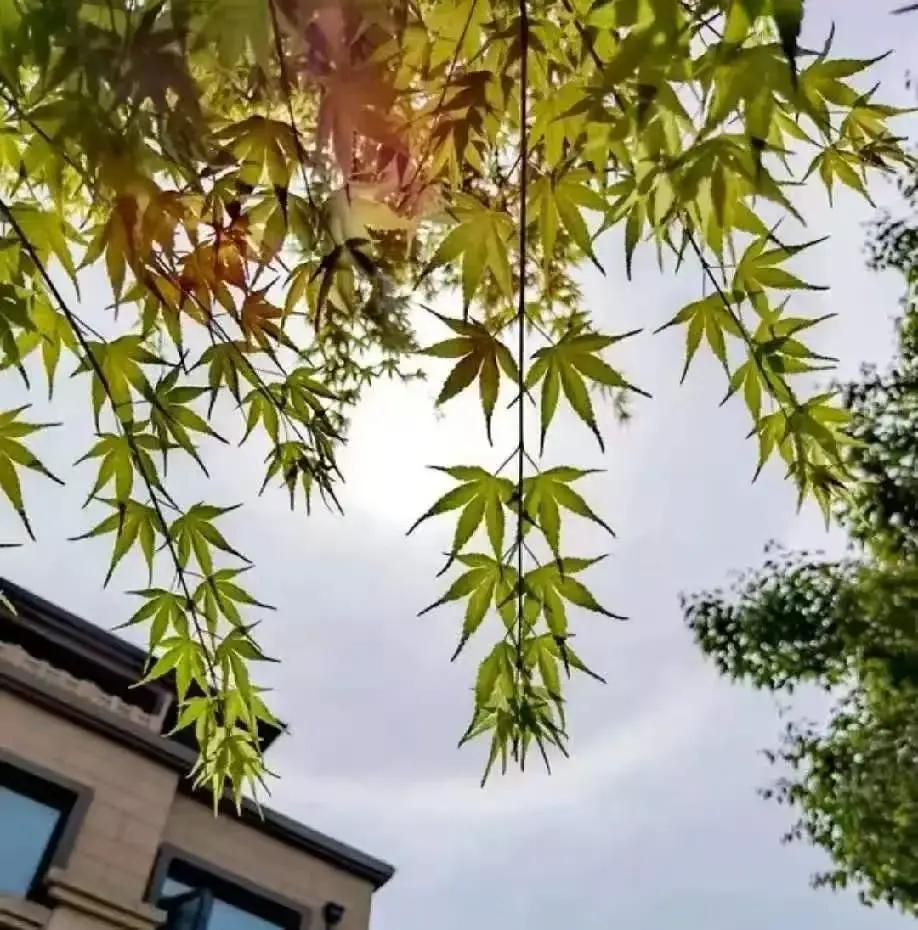 人老了别犯傻！老伴、房子都靠不住，唯一的养老底牌是这个前阵子楼下李阿姨的事给我