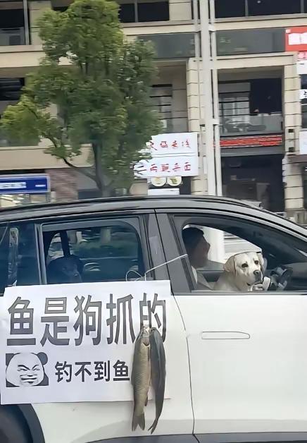 空军选手[笑着哭]还不如自家狗子