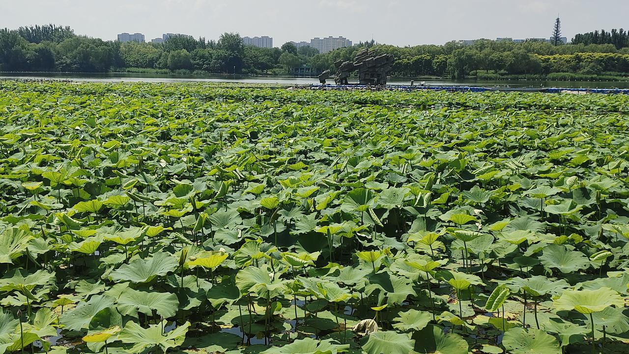 北京城南免费湖景，夏日赏荷好去处。在北京南城发现一处免费宝藏公园，不用花钱