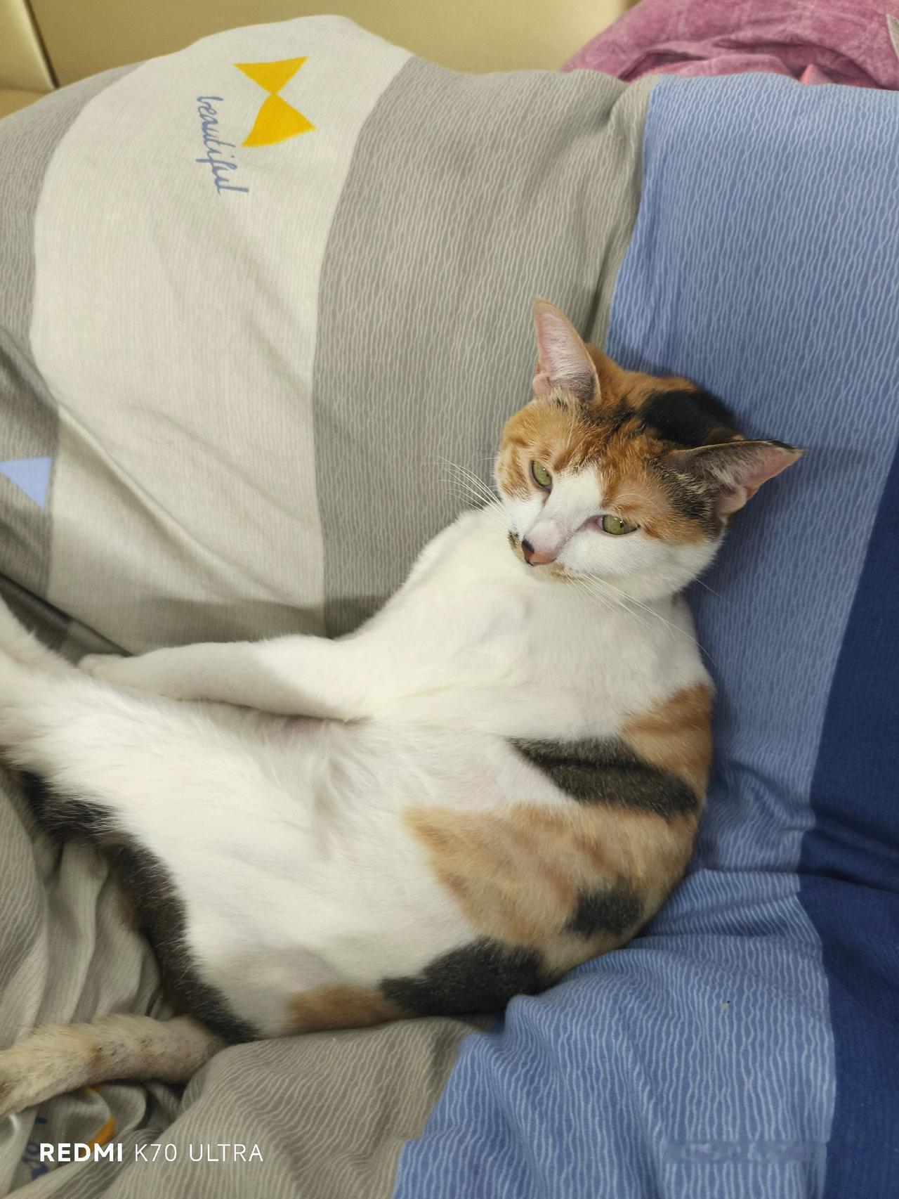 猫咪的迷惑行为