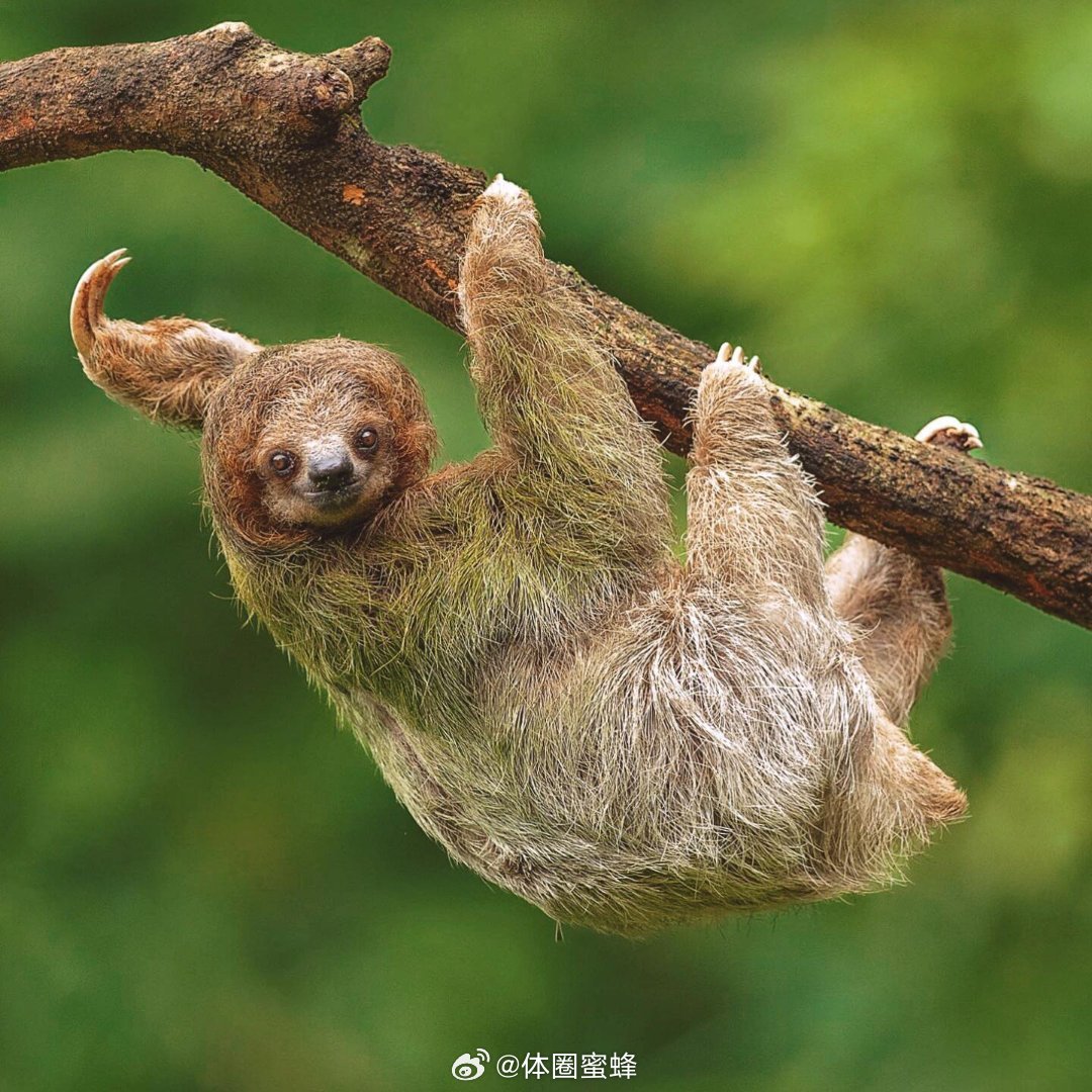 奇妙生物圈动物科普|濒危的自然瑰宝：侏三趾树懒，全球仅存79只在生物多样性的