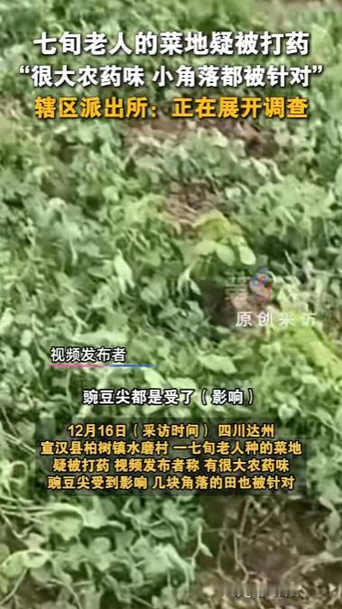 “严查到底！”12月15日，四川达州，一女子到自家菜地摘菜时，闻到一股强烈的农药