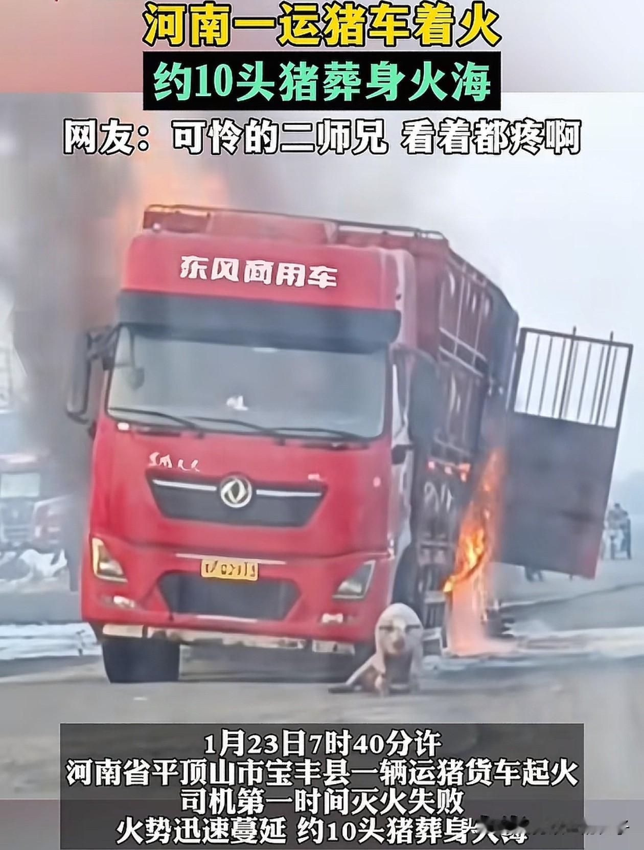 这下货车司机赔大了！河南，一辆满载生猪的货车底部起火，火势很快就蹿到货箱上面，司