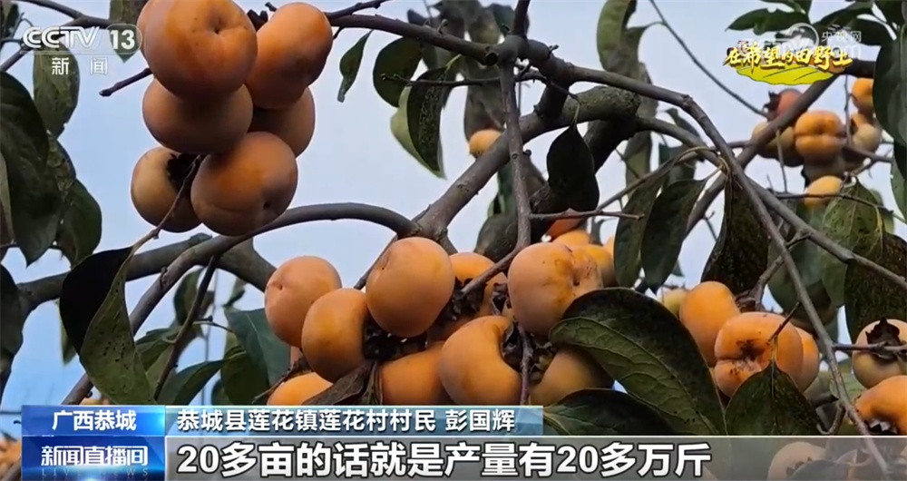 农文旅融合激活新活力、铺就致富路 特色产业成为乡村振兴“甜蜜产业”