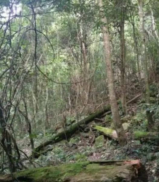 如果发生战争躲在山里安全吗？这么说吧，逃山者能十存七八，但逃湖者只能十存一二。往