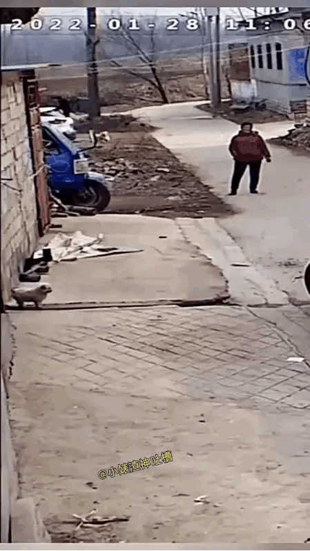 狗心里肯定在骂人。这是人干的事吗？[捂脸哭][捂脸哭][捂脸哭]