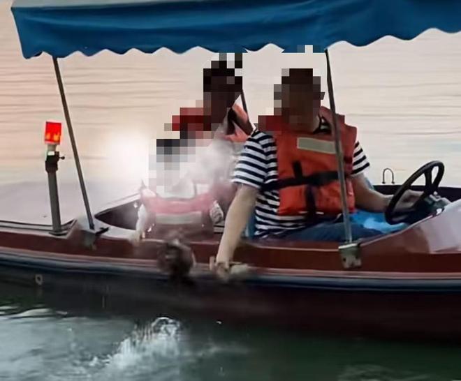 真的看得人又心疼又生气！西湖，每年初夏最治愈的风景，就是成群鸳鸯带着一窝小雏