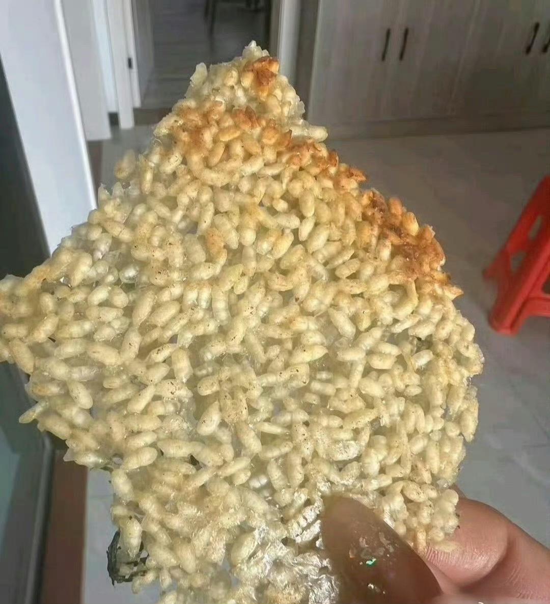 这东北特色太矮了