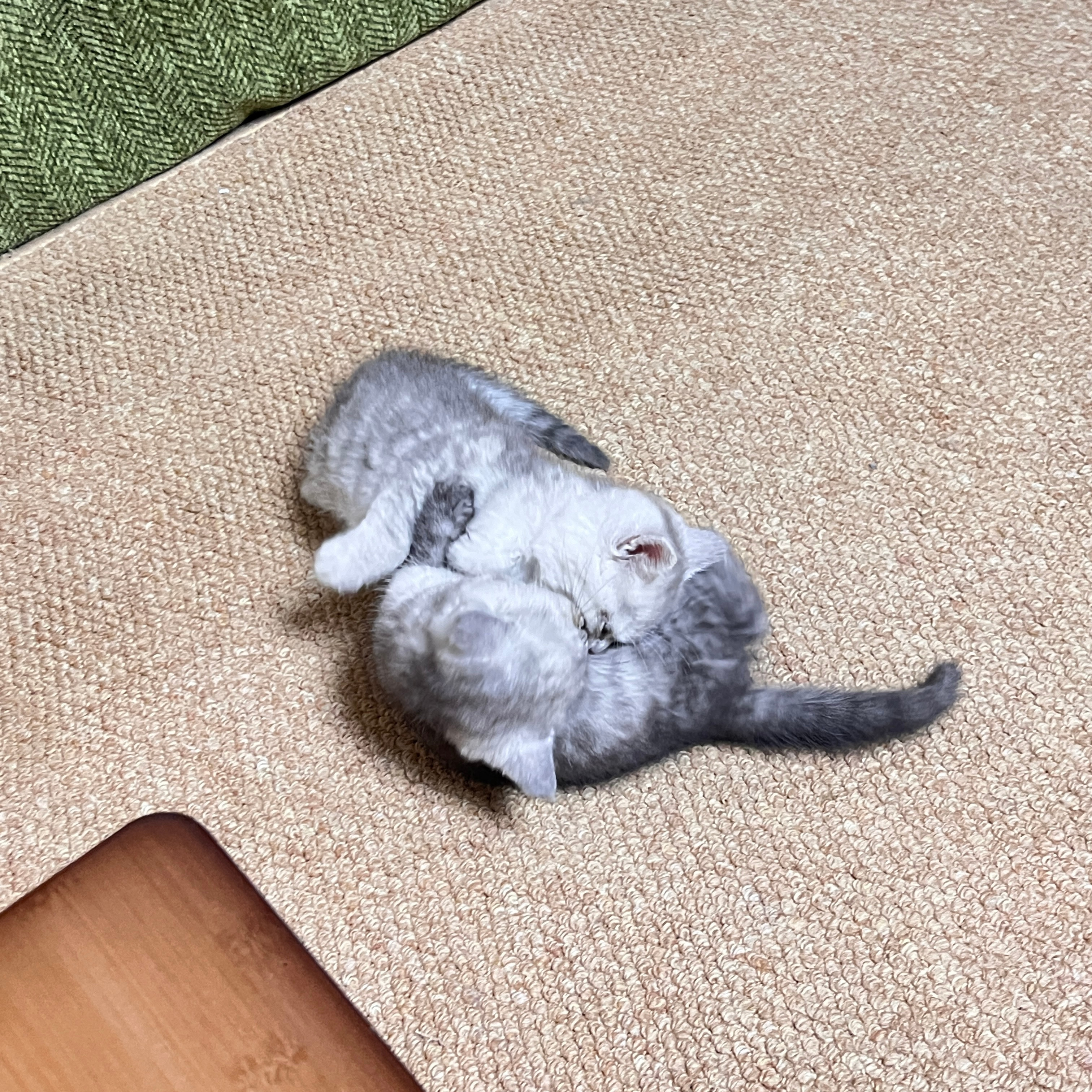 [抱抱][抱抱][抱抱]萌鼠啦[抱抱][抱抱][抱抱]​​​
