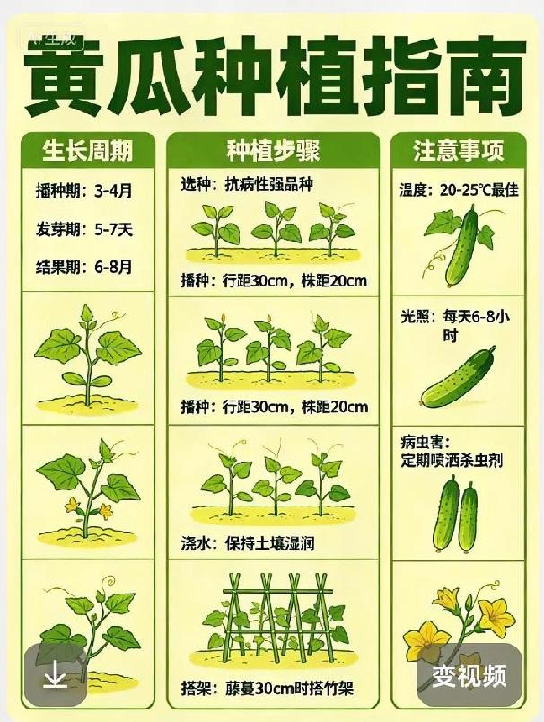 黄瓜家庭种植小技巧，新手也能种出高产脆瓜黄瓜喜温暖喜光，春夏最适合播种，气