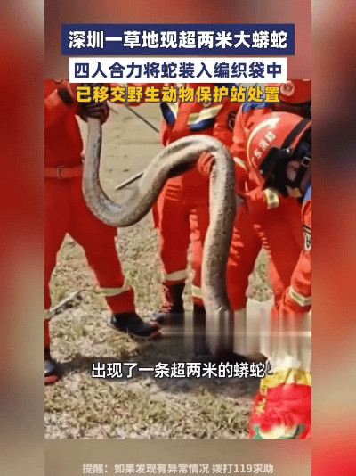 家人们快看！深圳街头窜出大蟒蛇，两米多长吓懵路人！这阵仗太吓人了！深圳一条