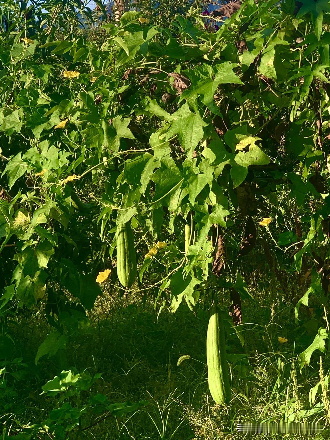 秋日生活打卡季随手在房前种的丝瓜，实现了吃菜自由，根本吃不完。手机随拍