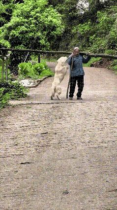 “成精了！”老人去山上扛了一根木头回来，要带回家当柴烧，狗子跟着小主人去迎接，当