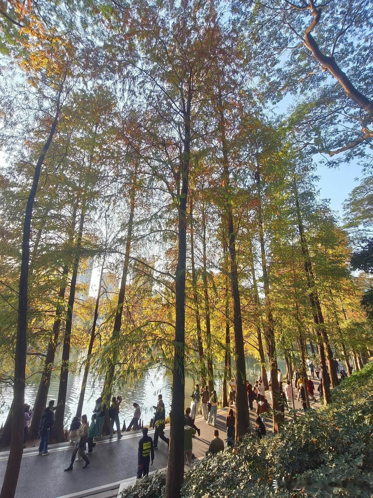 每年我都会来天河公园赴落羽杉之约。冬日的阳光洒在落羽杉上，相益得彰；漫步林荫小道