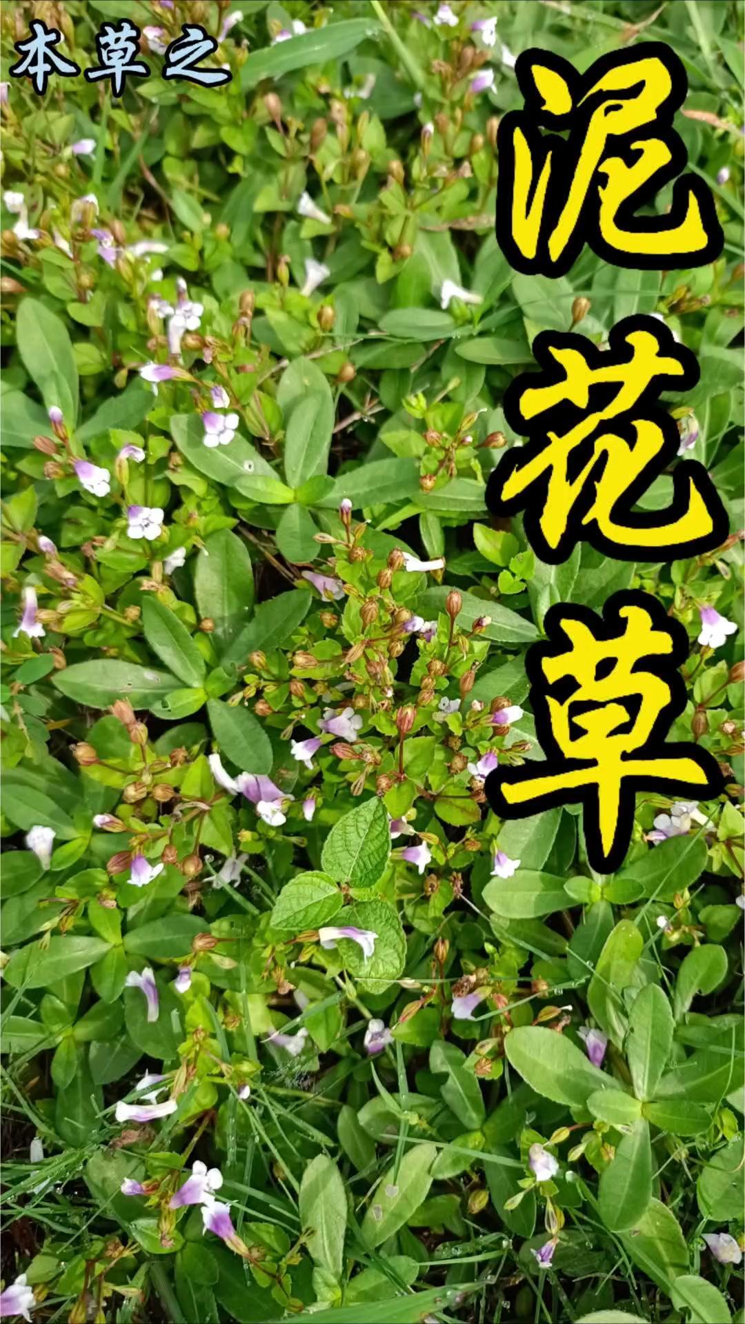 泥花草是母草科母草属的一年生草本植物，多生长在路边、草坪、湿地或田埂旁，没开花的