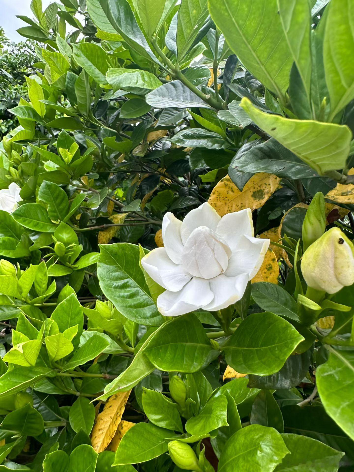 栀子花开呀开…..川南栀子花是产业，用来做花茶的。