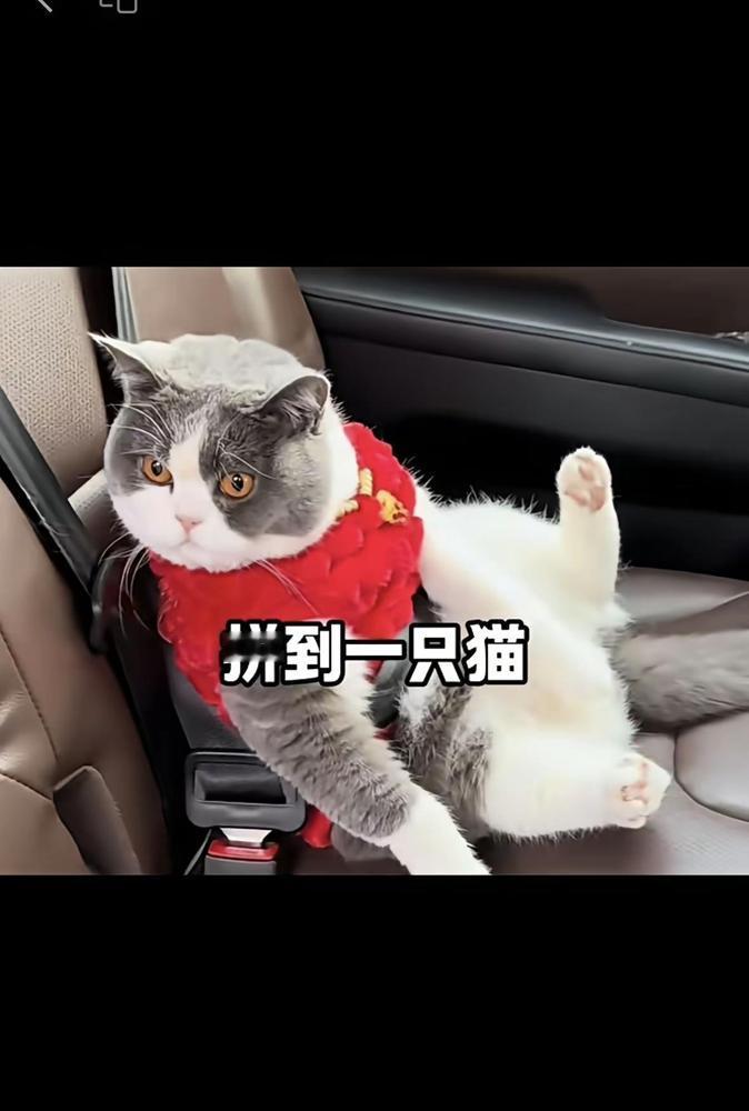 女子拼了一个车，上了车之后，发现后座还有一只非常漂亮的猫，她问司机才知道，这只猫