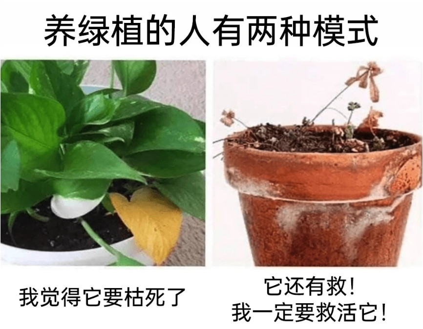 养绿植的人有两种模式
