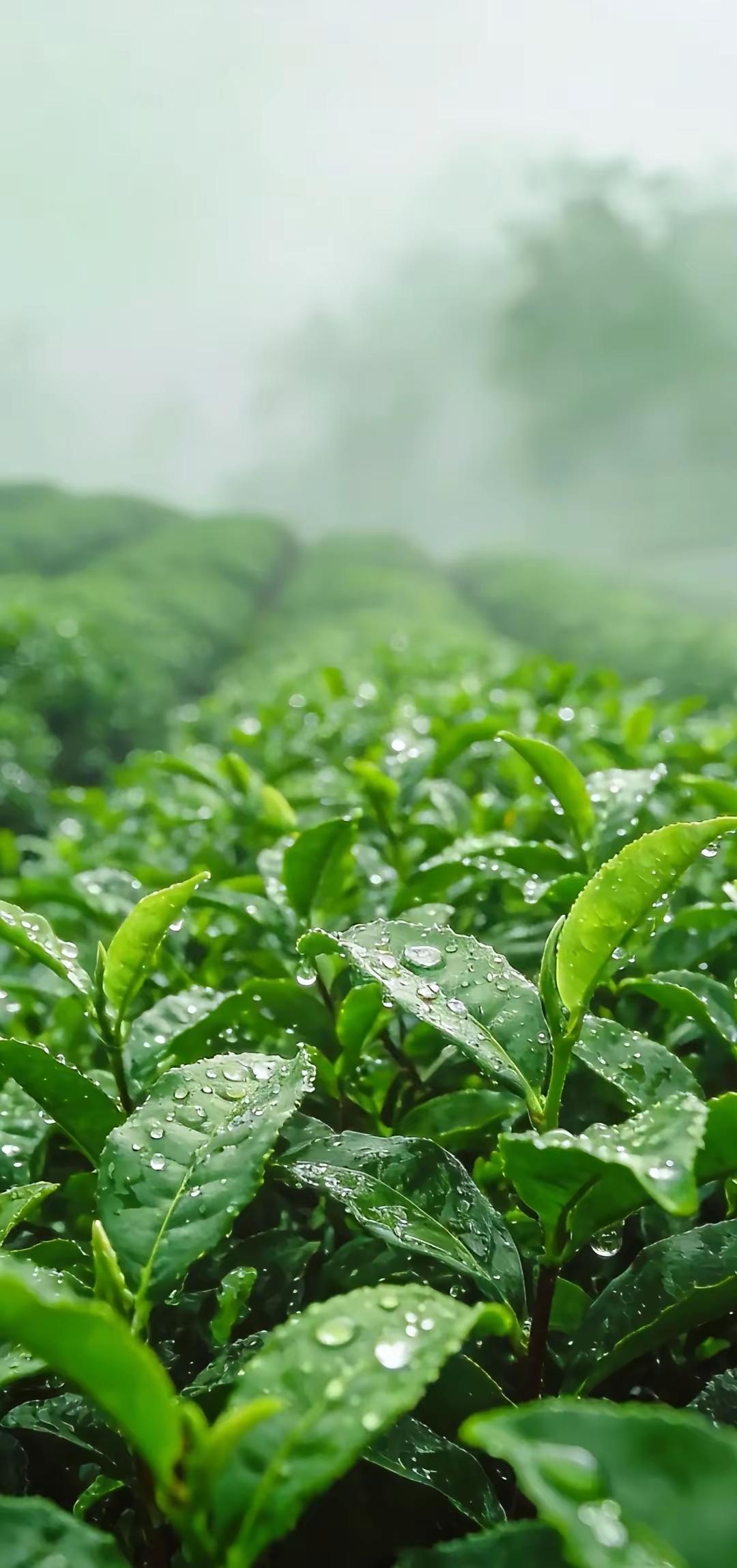 手机壁纸～晨雾漫茶山，新叶凝清露。一芽一叶皆含春，满目青绿，沁人心脾，藏着自然最