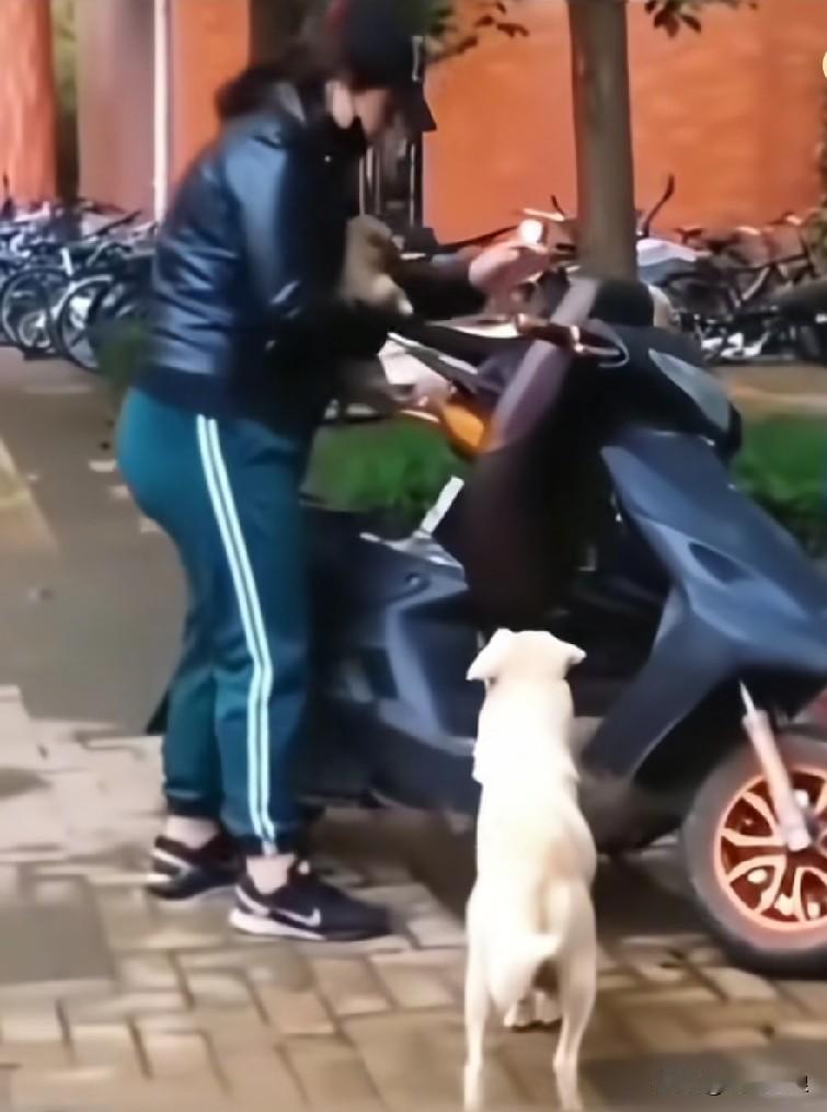 小狗被人领养，狗妈妈前来送行。领养人明白狗妈妈心中的痛苦，便让它最后再亲昵地闻闻