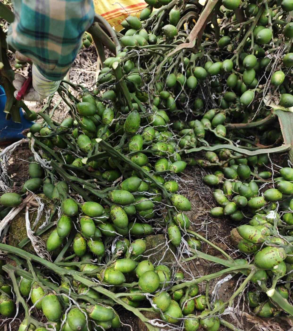 海南槟榔，今日价格不太理想，昨天下午，大厂发布限价通告，导致昨晚交易情况不佳。今