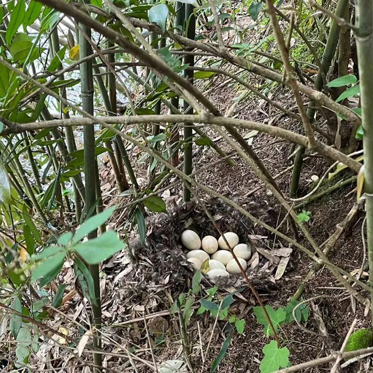 拔笋子发现的，这到底能不能捡？看着像是大鸭蛋，又怕是其他蛋……不会是大蛇蛋，