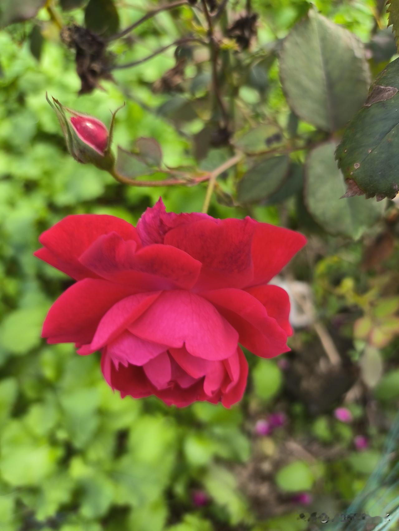 单身老人是找个伴还是继续单身好?说实话，不管是男人还是女人，只要处于单身状态，