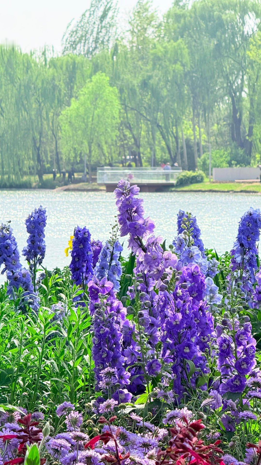 💐海淀公园应该是北京第一个因为莫奈花园爆火的，今年北京的好多公园都在打造莫奈花