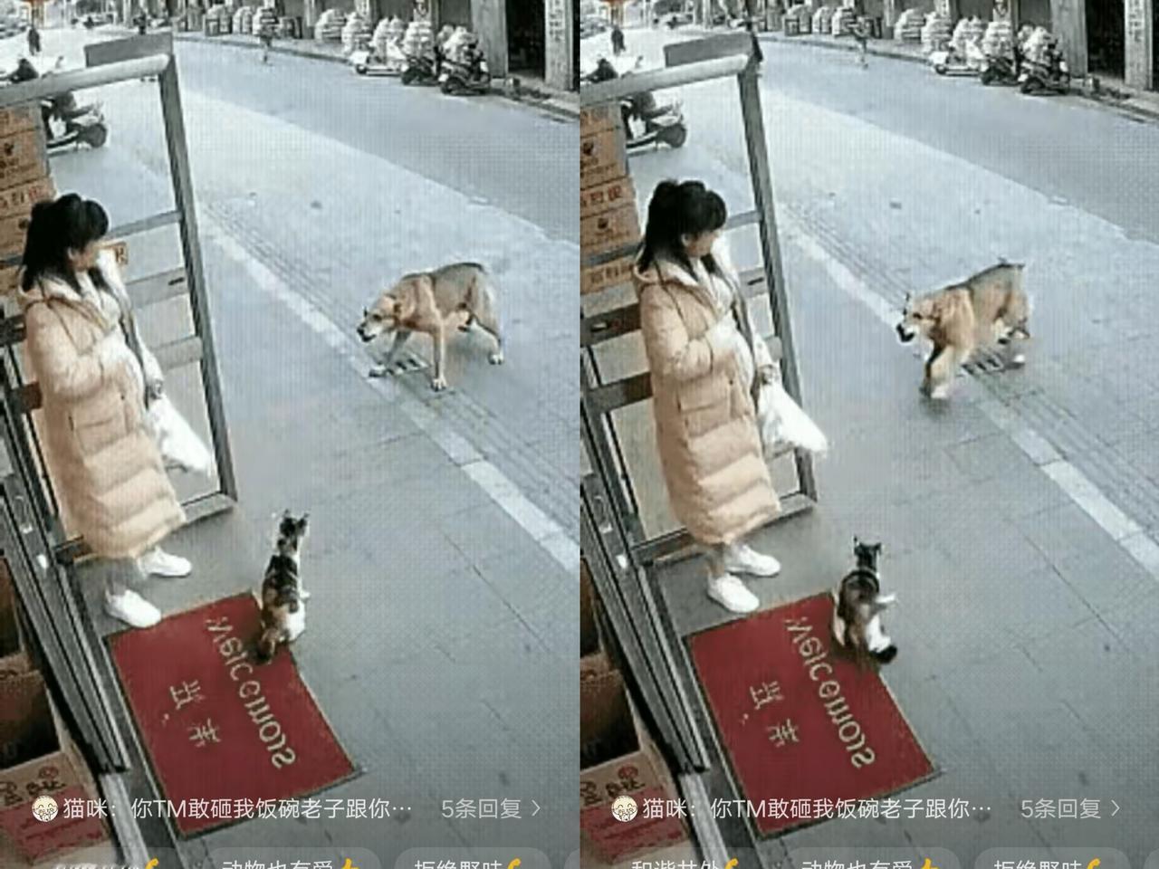 “这猫也太通人性了！”预产期就在眼前的李女士，总惦记着楼下那只三花流浪猫。这阵儿