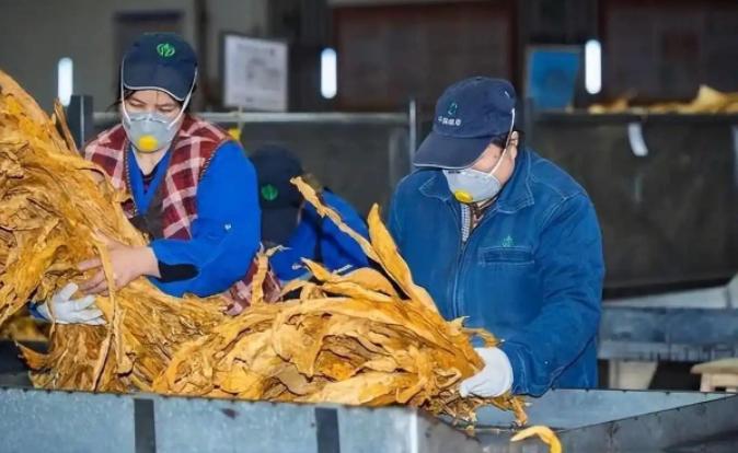 一年上缴1.65万亿的烟草，为什么突然被国家下重手？低价烟退市、利润上缴提到35