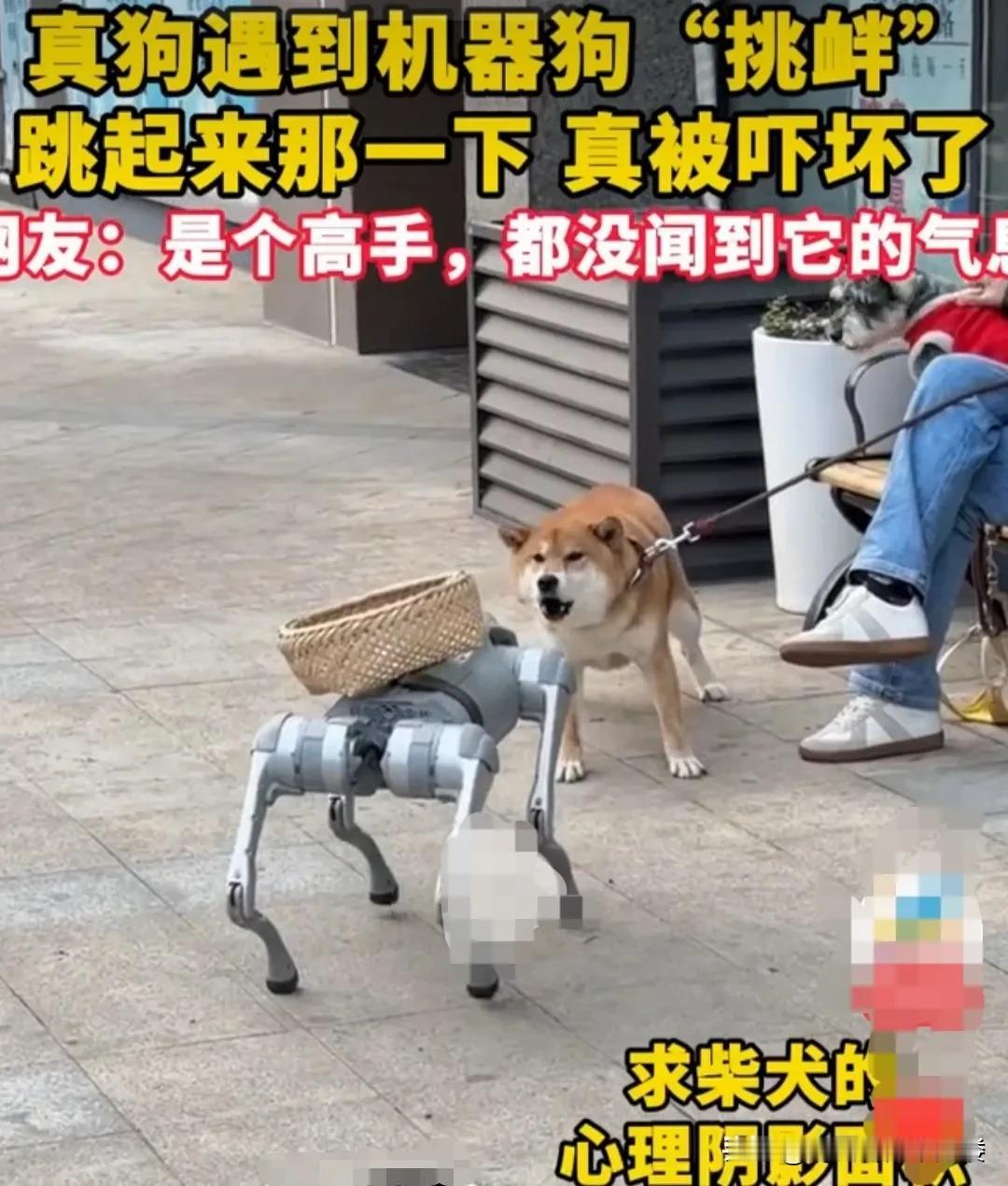 一只柴犬拴着绳子，和主人一起出来遛弯。却在街道的转角，意外地遇到了一只机器狗。