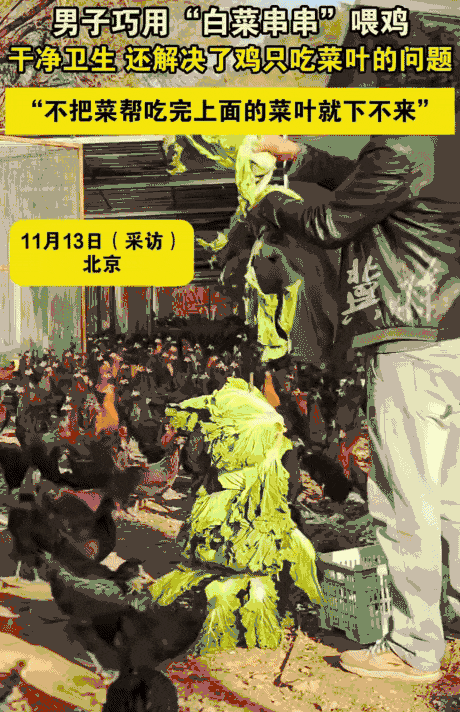 北京，男子养1500多只鸡吃菜叶，不吃菜帮。突然，他用“白菜串串”喂鸡，不仅干净